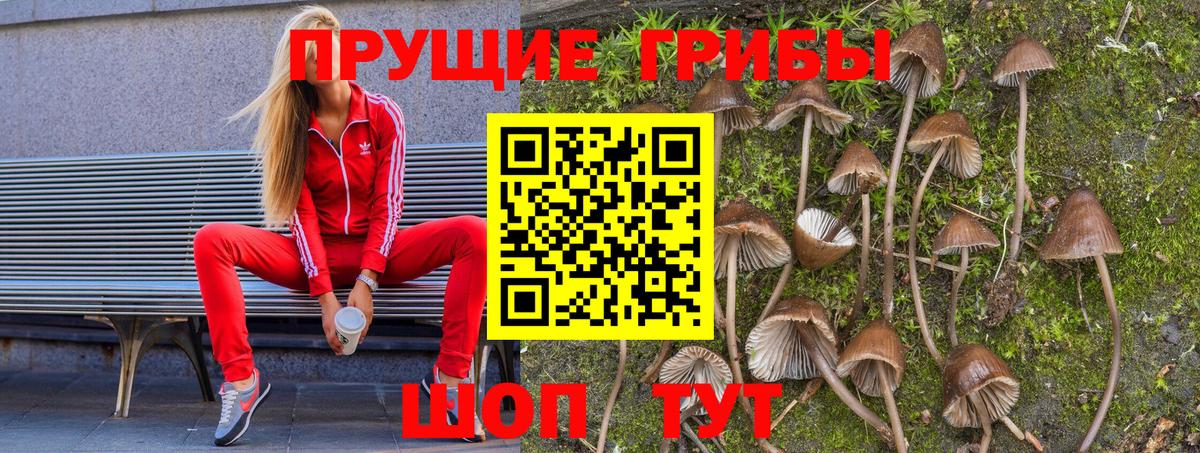 Кимовск  Псилоцибиновые грибы прущие грибы  Вход с VPN 